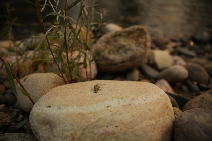 A stonefly molt casing sits on a river rock along the Poudre River at sunset as the river flows through Fort Collins on September 4th. (Forrest Czarnecki | The Collegian)