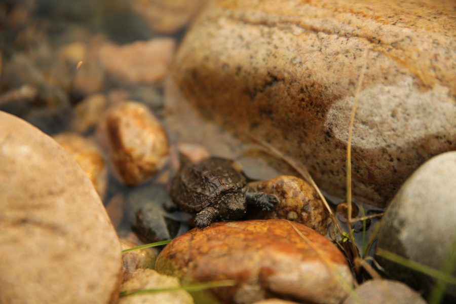 A juvenile snapping turtle sits along the bank of the Poudre River on September 4th as the river flows through Fort Collins. (Forrest Czarnecki | The Collegian)