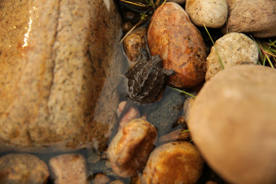 A juvenile snapping turtle sits along the bank of the Poudre River on September 4th as the river flows through Fort Collins. (Forrest Czarnecki | The Collegian)