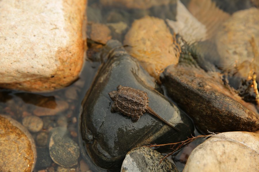A juvenile snapping turtle sits along the bank of the Poudre River on September 4th as the river flows through Fort Collins. (Forrest Czarnecki | The Collegian)