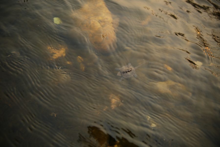 A juvenile snapping turtle drifts with the current of the Poudre River as it flows through Fort Collins on September 4th. (Forrest Czarnecki | The Collegian)
