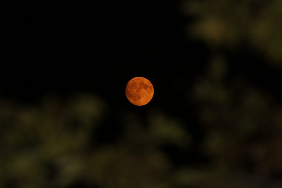 The moon is painted a deep red as it is seen rising between tree branches over Fort Collins on Monday, September 4th. The moon has such a deep red tint to it due to atmospheric haze caused by wildfire smoke and dust particulates. (Forrest Czarnecki | Collegian)