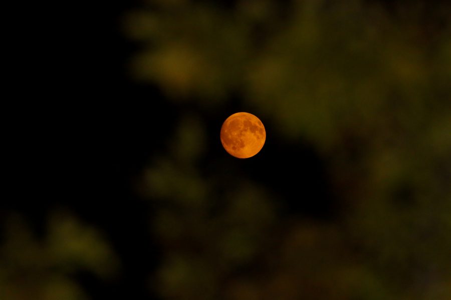 The moon is painted a deep red as it is seen rising between tree branches over Fort Collins on Monday, September 4th. The moon has such a deep red tint to it due to atmospheric haze caused by wildfire smoke and dust particulates. (Forrest Czarnecki | The Collegian)