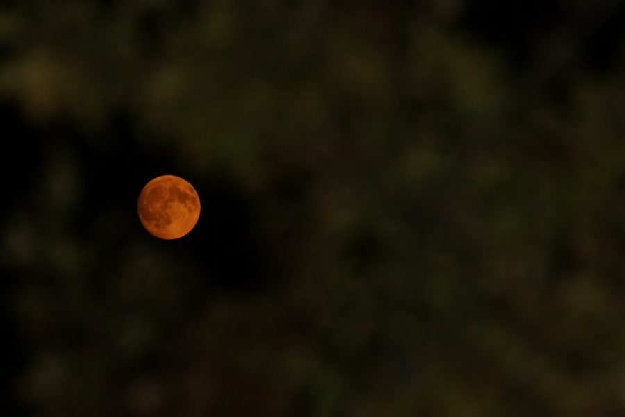 The moon is painted a deep red as it is seen rising between tree branches over Fort Collins on Monday, September 4th. The moon has such a deep red tint to it due to atmospheric haze caused by wildfire smoke and dust particulates. (Forrest Czarnecki | The Collegian)