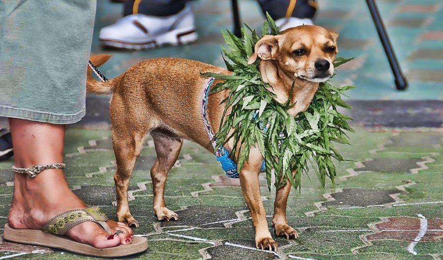 Dog with marijuana lei: Photo Credit- Flickr.com
