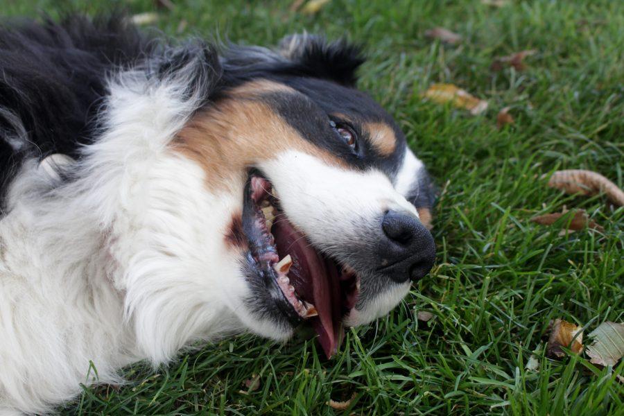 Australian Shepard, Dash, lays in the grass at the oval enjoying the fall weather. (Jenny Lee | Collegian)
