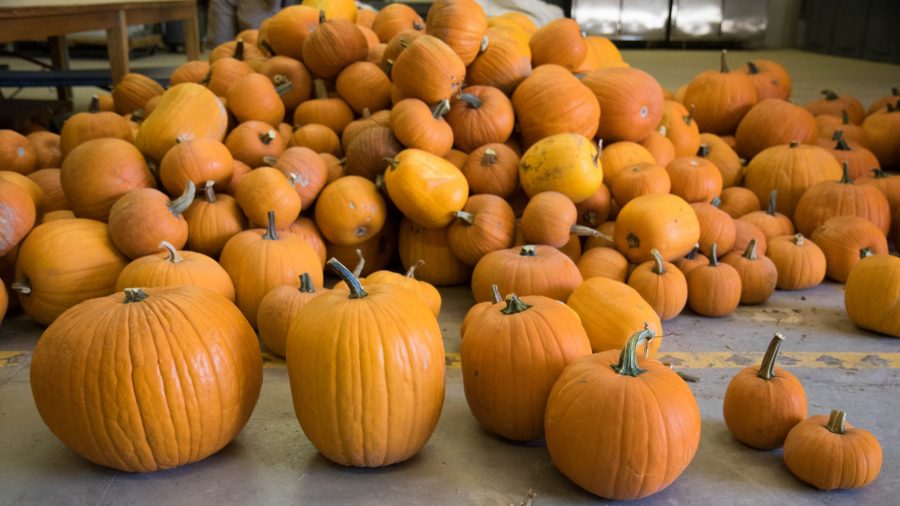From left to right: Extra large pumpkins are $10, large pumpkins range from $6-$9, medium pumpkins are $4 and small pumpkins are $2. (Julia Trowbridge | Collegian)