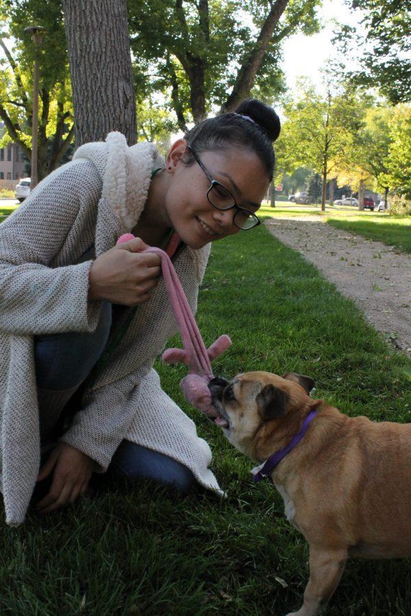 Jennifer Williams plays tug-of-war with her dog, Angel.  Williams got Angel from a farmer, seven years ago after the farmers pug and chiweenie accidentally had puppies. CSU has been a blessing for letting me have my emotional support animal here on campus, Williams said. (Abby Currie | Collegian)