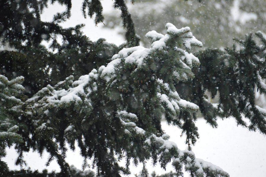 Snow piles up on tree branches in the Winter. (Collegian file photo) 