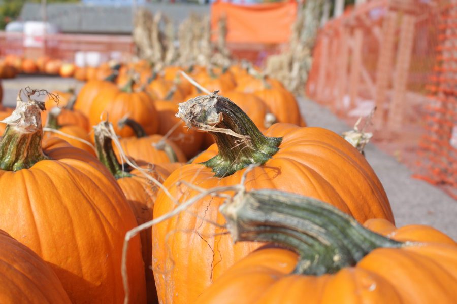 Pumpkins for sale at a pumpkin patch off of S College Ave. (Jenny Lee | Collegian)