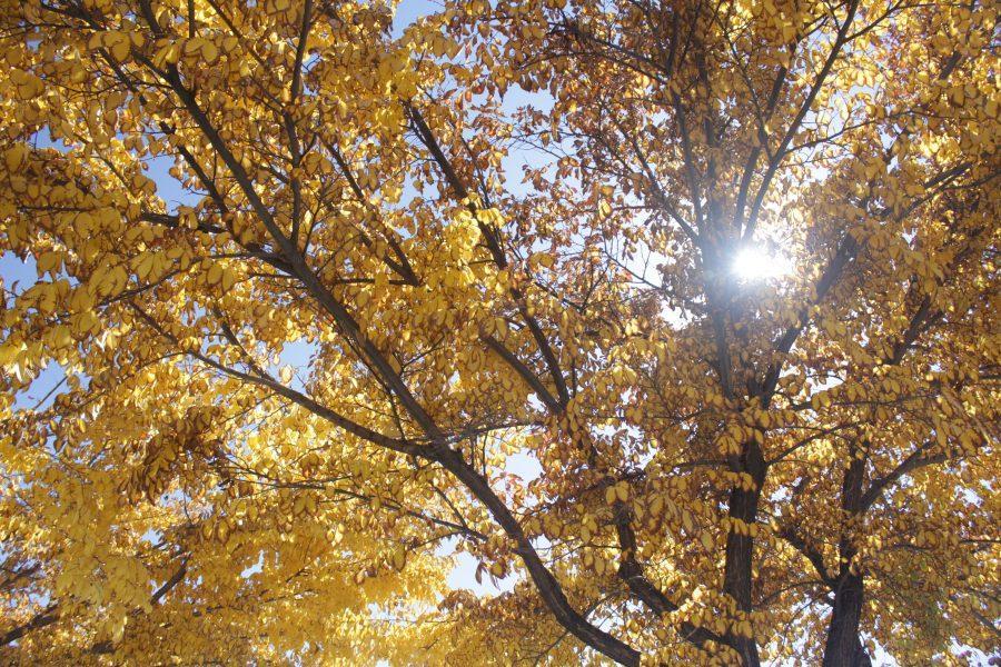 Golden leaves are seen outside of Lory Student Center. (Jenny Lee | Collegian)