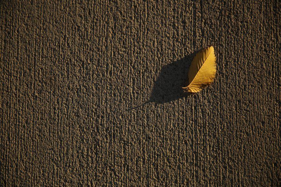 A yellow leaf sits on the sidewalk in the Plaza as the sun sets on October 18, 2017. (Forrest Czarnecki | The Collegian)