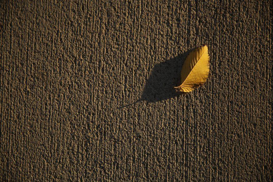 A yellow leaf sits on the sidewalk in the Plaza as the sun sets on October 18, 2017. (Forrest Czarnecki | The Collegian)
