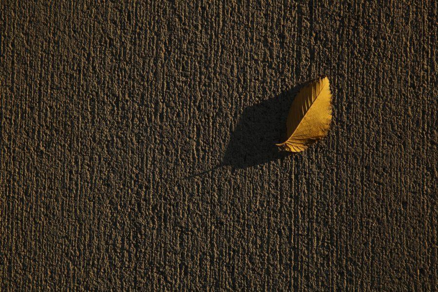 A yellow leaf sits on the sidewalk in the Plaza as the sun sets on October 18, 2017. (Forrest Czarnecki | The Collegian)