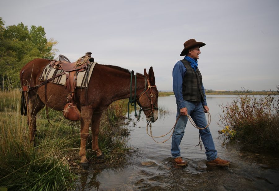 Rick Knight pauses and lets his mule take a drink of water from a stream while attending a clinic about organizing and executing a backcountry excursion with stock animals at a ranch north of Fort Collins. The clinic covered how to set up and organize tack for backcountry excursions using stock such as mules and horses. (Forrest Czarnecki | The Collegian)