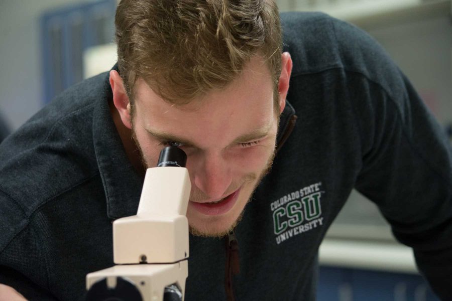 Sam Wagner, a junior at Colorado State studying wildlife conservation and biology examines plant particulates through a microscope. He hopes to continue his studies in ecology, and intends to specialize in endangered species. (Robert Scarselli | Collegian)