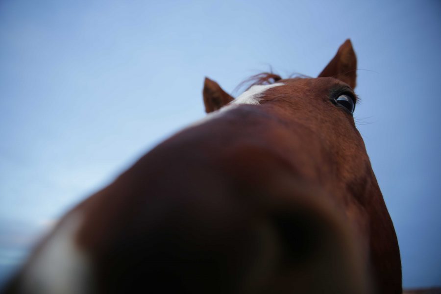Spanky, a horse used in the Equine Assisted Activities and Therapies program at Colorado State University, takes a closer look at the camera while having his photograph taken on Thursday afternoon at the BW Pickett arena and equine facilities. (Forrest Czarnecki | The Collegian)
