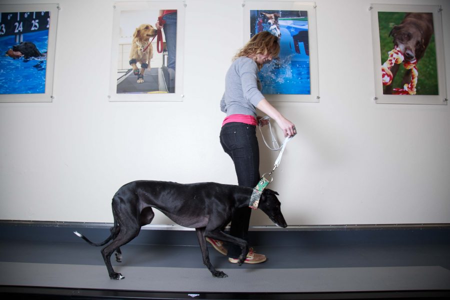 Research technician Kelsie Condon walks Farina, a Galgo Español, across a mat designed to measure how much weight each paw receives. This process is part of Dr. Felix Duerrs research into the effects of CBDs in treating arthritis. (Davis Bonner | Collegian)