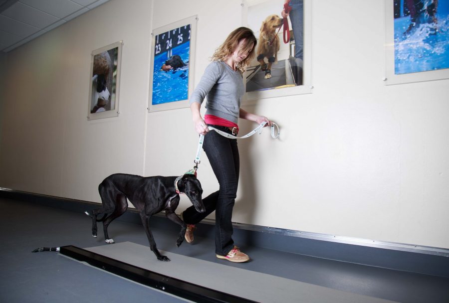 Research technician Kelsie Condon walks Farina, a Galgo Español, across a mat designed to measure how much weight each paw receives. This process is part of Dr. Felix Duerrs research into the effects of CBDs in treating arthritis. (Davis Bonner | Collegian)