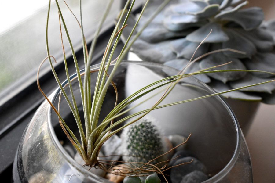 Air plants look lovely in glass terrariums just like this one. Photo credit: Kelly Peterson