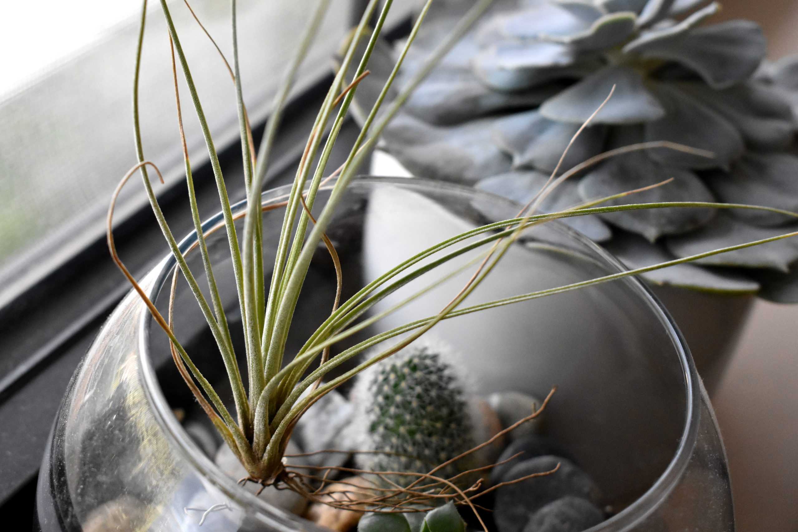 green air plants in a clear glass terrarium with rocks