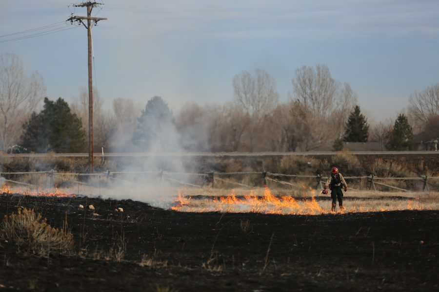 Dave Irwin uses a drip torch to spreads flames at a controlled burn at Pineridge Natural Area near Horsetooth Reservoir on Jan. 19, 2017. The controlled burn was used to help increase native plant growth in the area and maintain healthy vegetation levels. (Forrest Czarnecki | The Collegian)