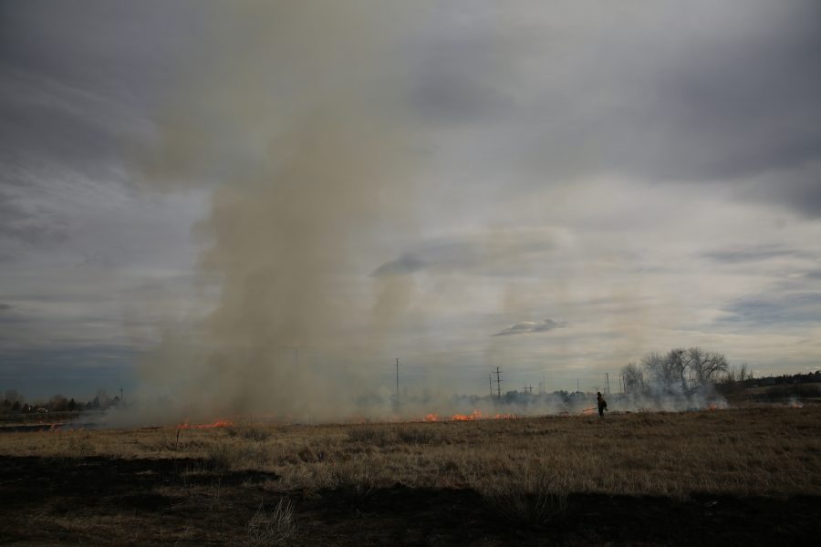 City of Fort Collins Natural Areas Department Resource Management Crew Chief Matt Parker watches the progress of the fire during a controlled burn at Pineridge Natural Area near Horsetooth Reservoir on Jan. 19, 2017. The controlled burn was used to help increase native plant growth in the area and maintain healthy vegetation levels. (Forrest Czarnecki | The Collegian)