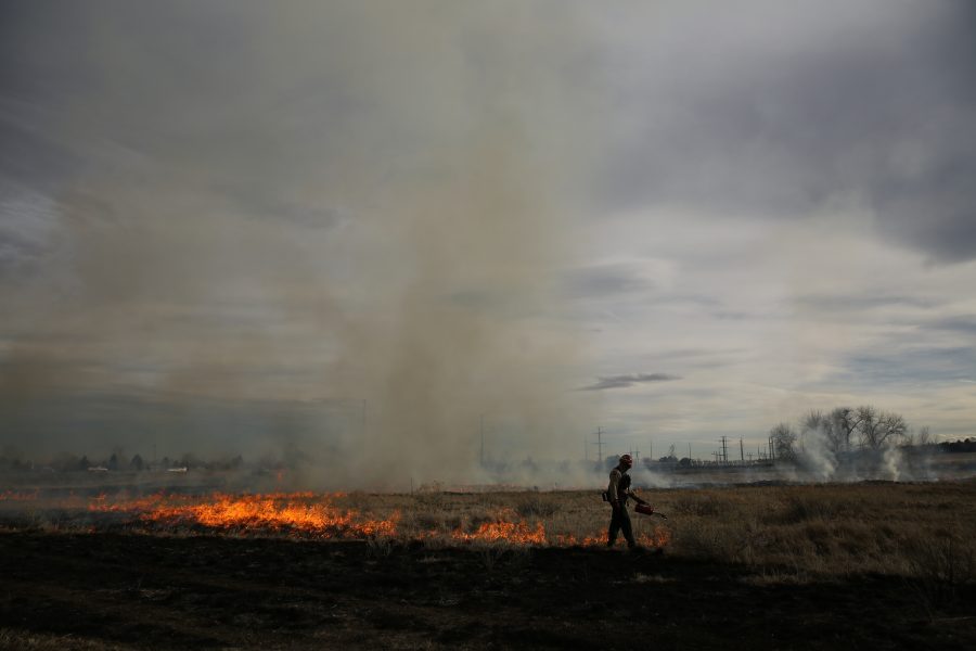Dave Irwin uses a drip torch to spreads flames at a controlled burn at Pineridge Natural Area near Horsetooth Reservoir on Jan. 19, 2017. The controlled burn was used to help increase native plant growth in the area and maintain healthy vegetation levels. (Forrest Czarnecki | The Collegian)