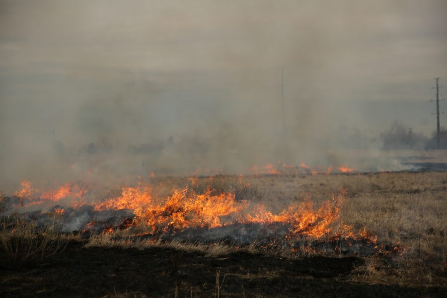 Flames at a controlled burn at Pineridge Natural Area near Horsetooth Reservoir on Jan. 19, 2017. The controlled burn was used to help increase native plant growth in the area and maintain healthy vegetation levels. (Forrest Czarnecki | The Collegian)