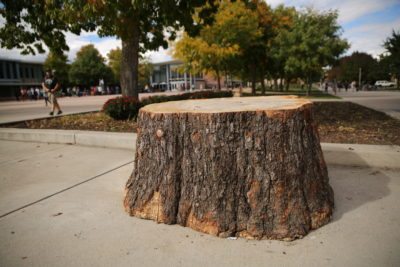 The new stump in the plaza is pictured on Friday afternoon. The stump in the plaza is a mainstay in the plaza and it serves as a place for people to hang out and speak their mind.