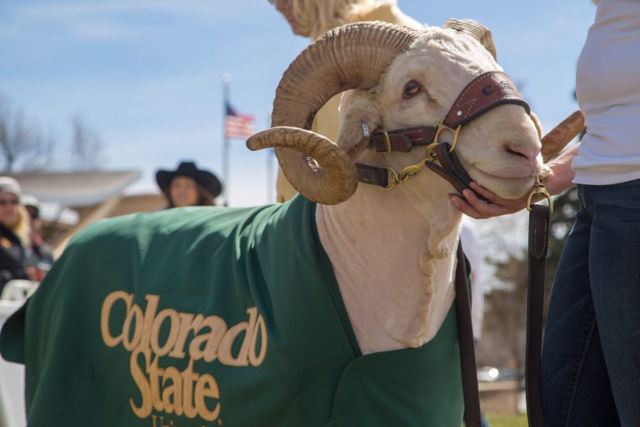 CSU mascot Cam the Ram poses for pictures with prospective students and fans. There are around 17 students who work to take care of Cam, cleaning, shearing, feeding him and taking him to events around Fort Collins. (Brooke Buchan | Collegian)  