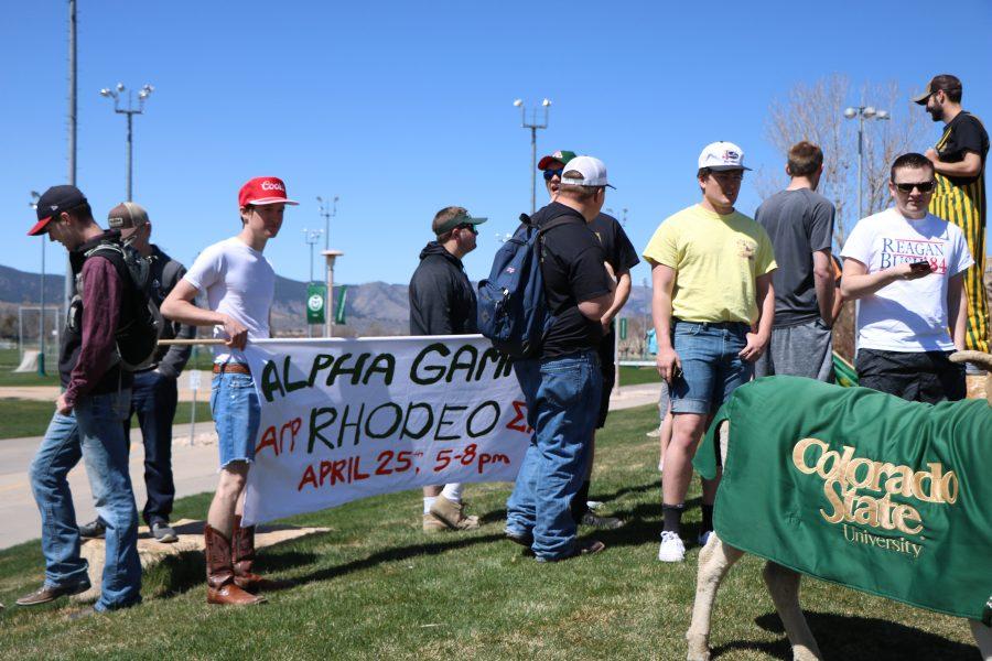 Greek life students are greeted by cam the ram before running to spread awareness of the Alpha Gamma Rhodeo. ( Devin Cornelius | Collegian)
