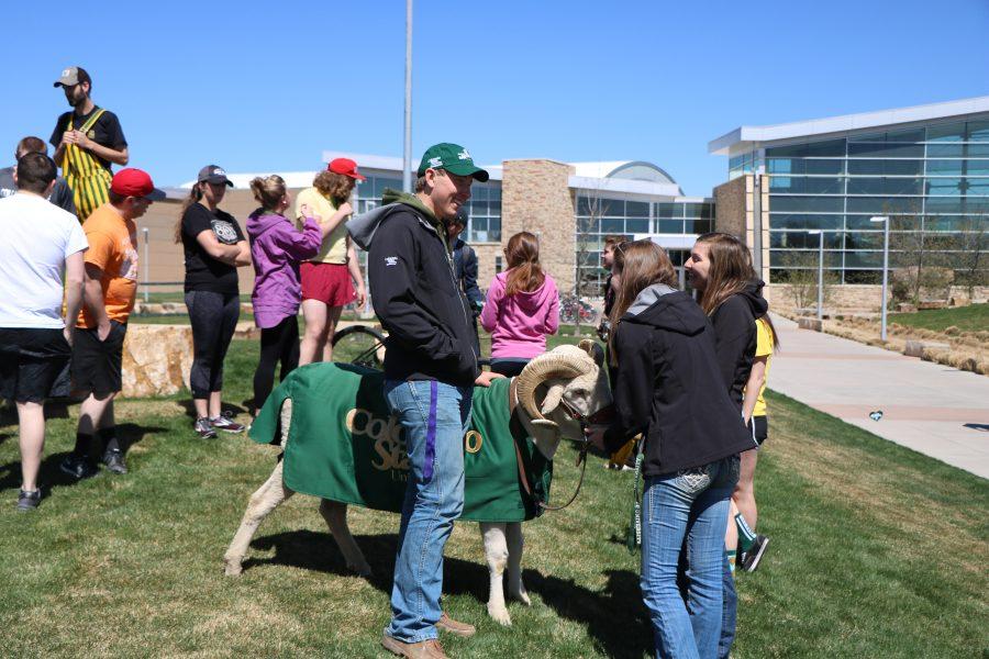 Students greet Cam the ram before the start of Alpha Gamma Rho's run to promote their rodeo. (Devin Cornelius | Collegian)