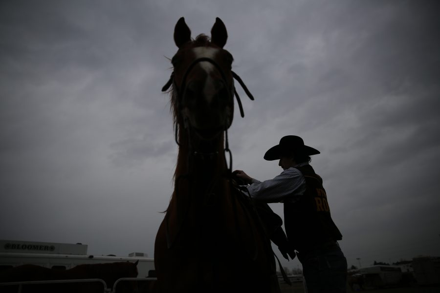University of Wyoming's Kolt Ferguson saddles his horse before the 68th annual Skyline Stampede rodeo on April 7, 2018 at the B.W. Pickett Arena in Fort Collins.  (Forrest Czarnecki | The Collegian)