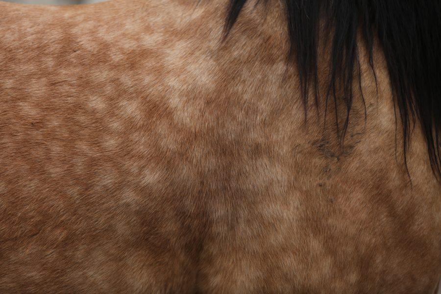 The dappled spots on a horse's back stand out as the horse waits to be saddled before the 68th annual Skyline Stampede rodeo on April 7, 2018 at the B.W. Pickett Arena in Fort Collins.  (Forrest Czarnecki | The Collegian)