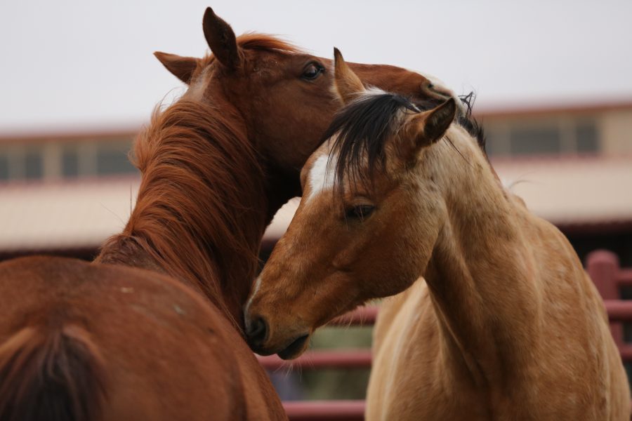 Two horses play with each other in their pen before the 68th annual Skyline Stampede rodeo on April 7, 2018 at the B.W. Pickett Arena in Fort Collins.  (Forrest Czarnecki | The Collegian)