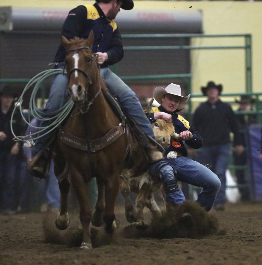 Austin Hurlburt, from Laramie County Community College, holds on to his steer during the steer wrestling event at the 68th annual Skyline Stampede rodeo on April 7, 2018 at the B.W. Pickett Arena in Fort Collins.  (Forrest Czarnecki | The Collegian)
