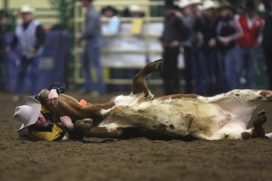 Austin Hurlburt, from Laramie County Community College, wrestles his steer to the ground during the steer wrestling event at the 68th annual Skyline Stampede rodeo on April 7, 2018 at the B.W. Pickett Arena in Fort Collins.  (Forrest Czarnecki | The Collegian)