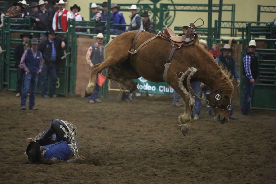 Clay West, from Otero Junior College, crashes to the ground after riding in the saddle bronc event at the 68th annual Skyline Stampede rodeo on April 7, 2018 at the B.W. Pickett Arena in Fort Collins.  (Forrest Czarnecki | The Collegian)