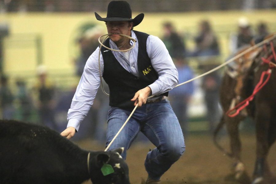Drew Neuerburg, from Northeastern Junior College, competes in the tie down roping event at the 68th annual Skyline Stampede rodeo on April 7, 2018 at the B.W. Pickett Arena in Fort Collins.  (Forrest Czarnecki | The Collegian)
