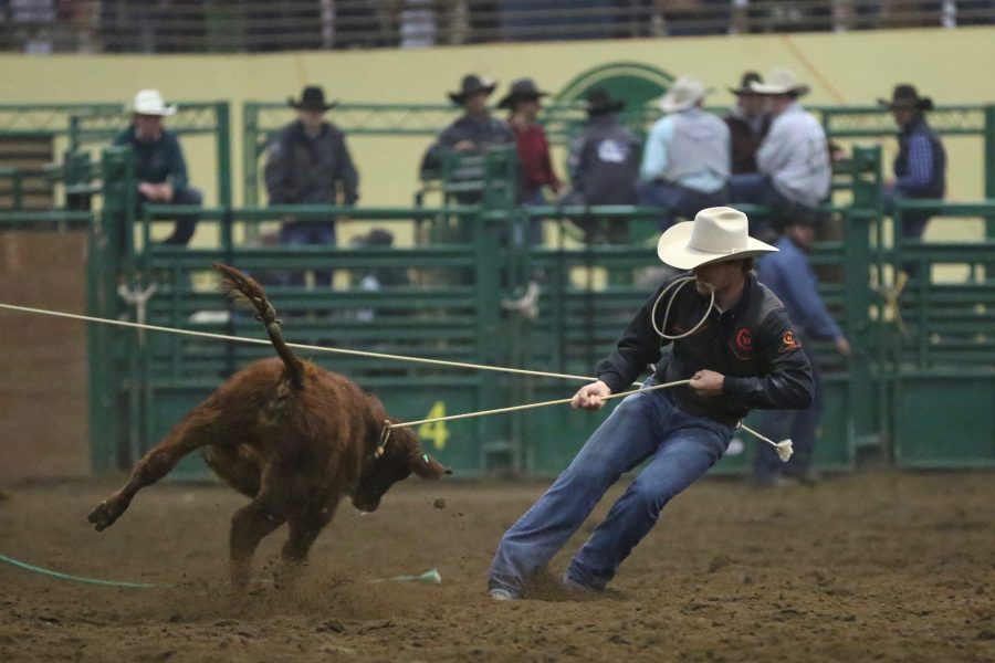 Hadly McCormick, from Central Wyoming College, competes in the tie down roping event at the 68th annual Skyline Stampede rodeo on April 7, 2018 at the B.W. Pickett Arena in Fort Collins.  (Forrest Czarnecki | The Collegian)