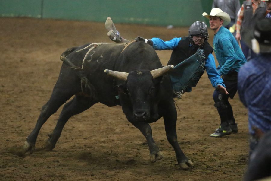 Ty Ward competes in bull riding at the 68th annual Skyline Stampede rodeo on April 7, 2018 at the B.W. Pickett Arena in Fort Collins.  (Forrest Czarnecki | The Collegian)