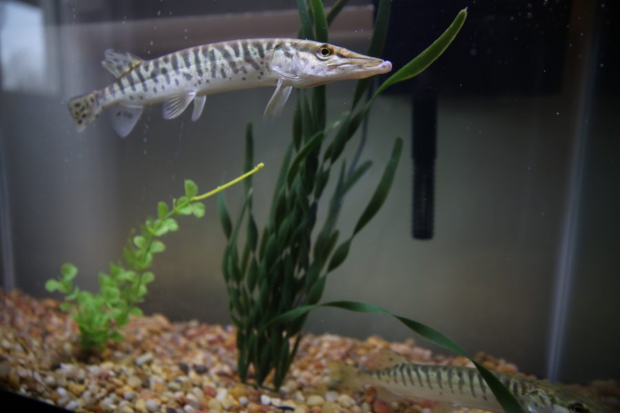 Juvenile muskelunge swim in a large aquarium inside his home office. Kopack used muskelunge in his graduate work that investigates predatory/prey relationships in native fish and non-native fish in Colorado.  (Forrest Czarnecki | The Collegian)