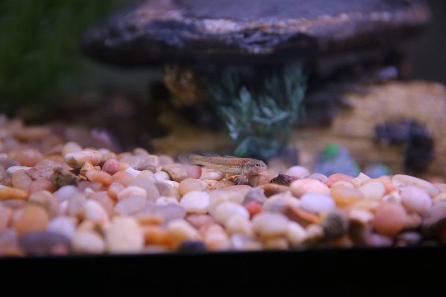 Juvenile Arkansas Darters swim in a large aquarium inside his home office. Kopack used Arkansas Darters in his graduate work that investigates predatory/prey relationships in native fish and non-native fish in Colorado.  (Forrest Czarnecki | The Collegian)