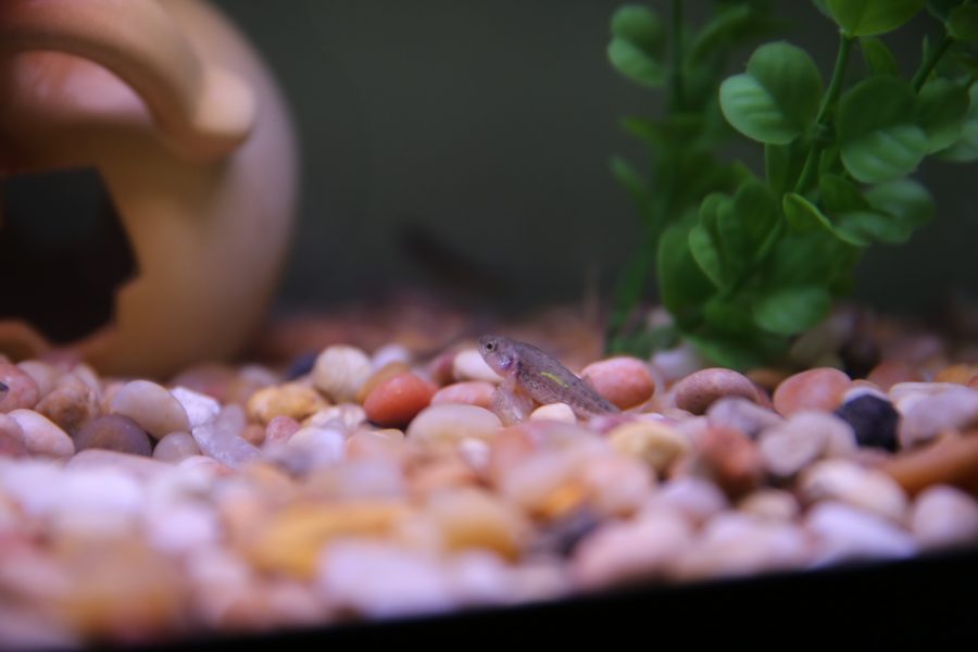 Juvenile Arkansas Darters swim in a large aquarium inside his home office. Kopack used Arkansas Darters in his graduate work that investigates predatory/prey relationships in native fish and non-native fish in Colorado.  (Forrest Czarnecki | The Collegian)