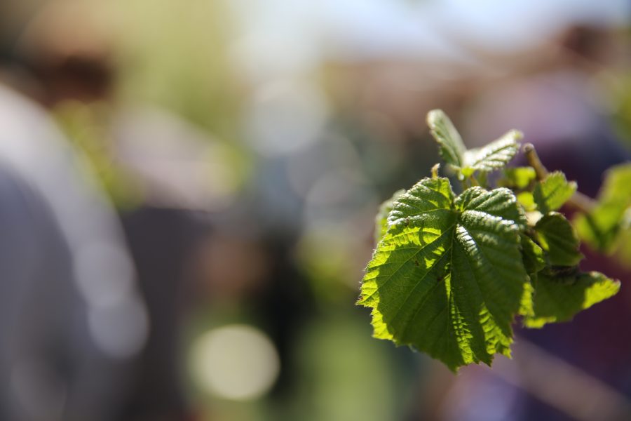 The leaves of a young soon-to-be transplanted tree are pictured along Plum Street during Earth Week on April 27, 2018.  (Forrest Czarnecki | The Collegian)