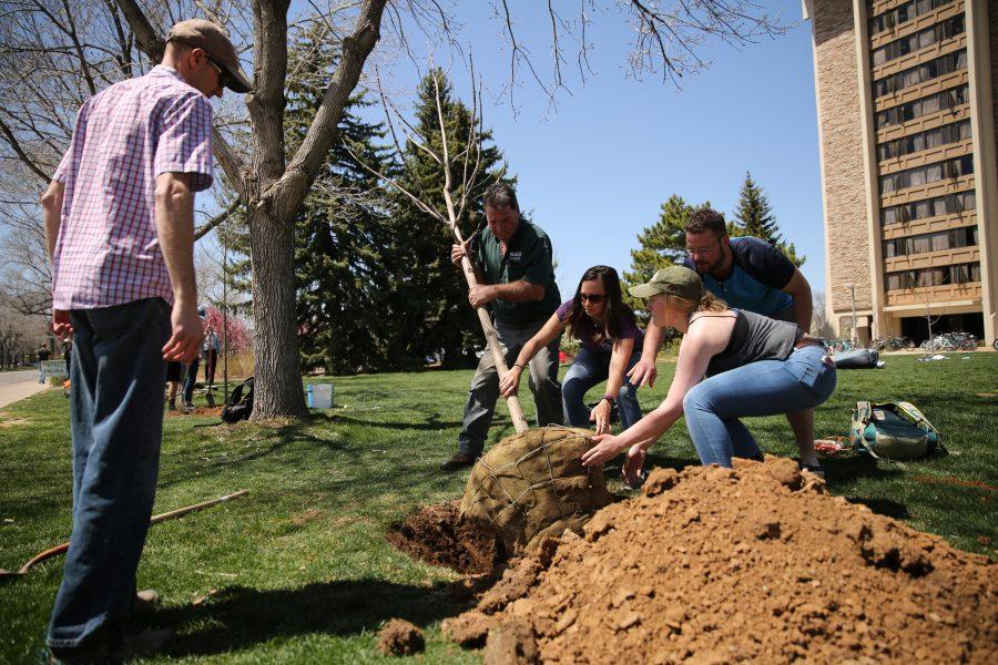 Volunteers transplant a tree along Plum Street during Earth Week on April 27, 2018.  (Forrest Czarnecki | The Collegian)