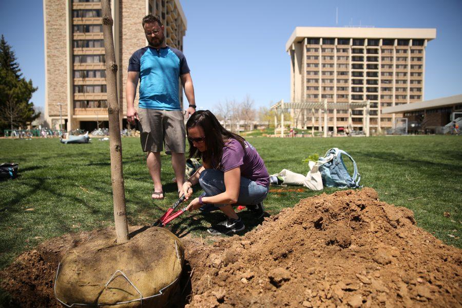 Colorado State University student Liz Kehm, kneeling, clips the metal basket off the root ball of a tree as Gene Miller, standing, watches at a tree planting event on April 27, 2018 during Earth Week at CSU.  (Forrest Czarnecki | The Collegian)
