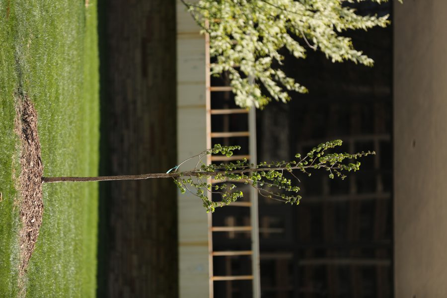 A newly planted tree is pictured along Plum Street following a tree planting event on April 27, 2018 during Earth Week at CSU.  (Forrest Czarnecki | The Collegian)