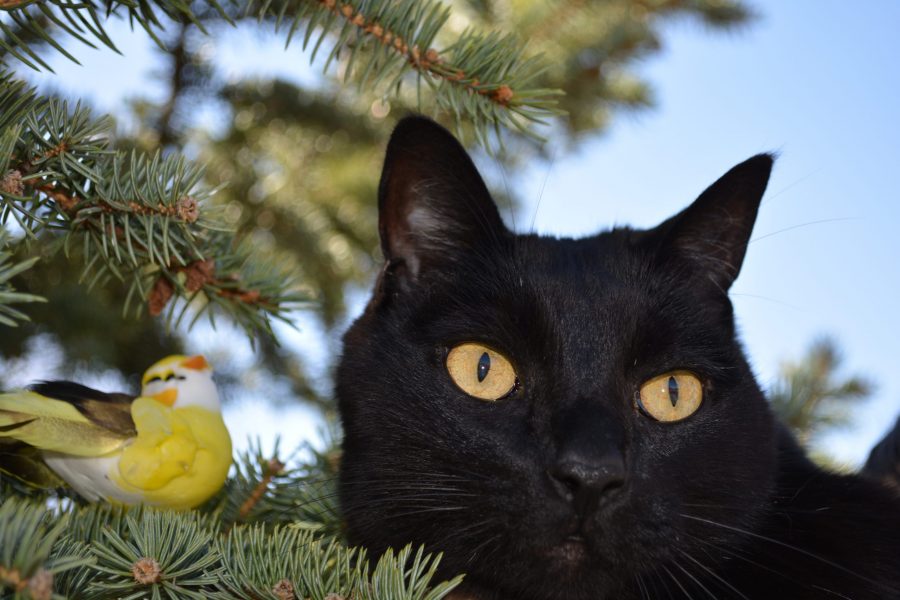 (Photo illustration by Zoe Jennings) Outdoor cats, kill about 1.3 to 4 billion birds in the United States annually. Fort Collins bird populations are especially vulnerable to outdoor cat predation because the city falls on a major migration corridor for birds, there are many pets and there is the presence of a big university in the town. 